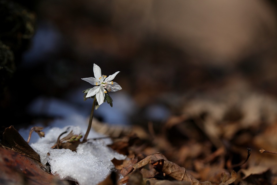 Flower breaking through snow