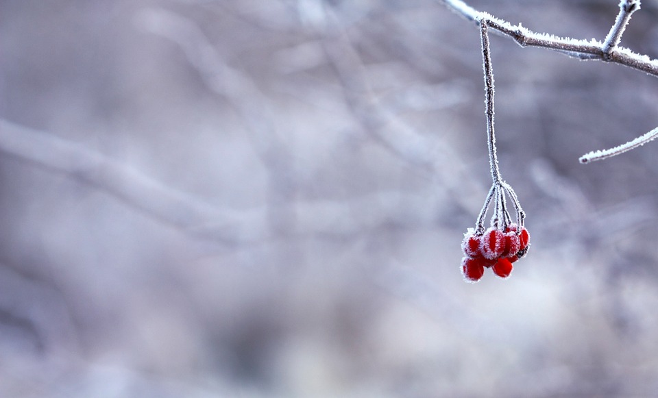 Frozen red berries in the winter